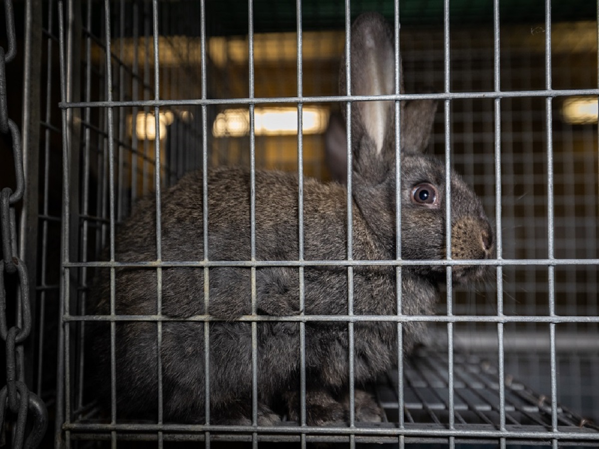 Staatsanwaltschaft ermittelt weiterhin wegen möglicher Tierquälerei in Deutschlands  größter Kaninchenzucht, der Dr. Zimmermann GbR in Abtsgmünd